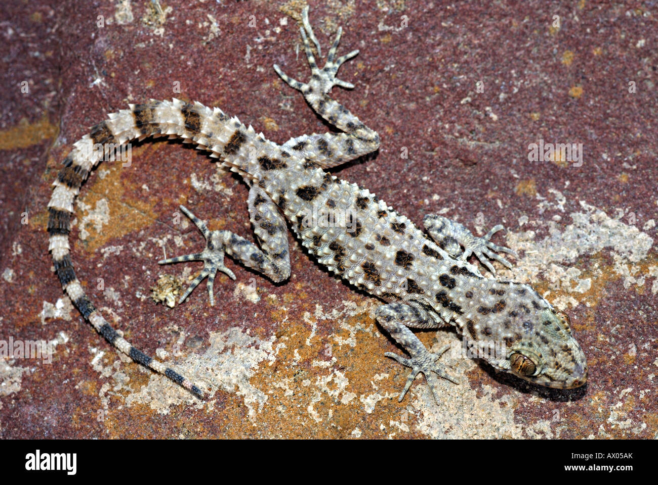 Gekielt Rock Gecko einer anderen Wüste Spezies von Gecko bevorzugen felsige Patches. Stockfoto