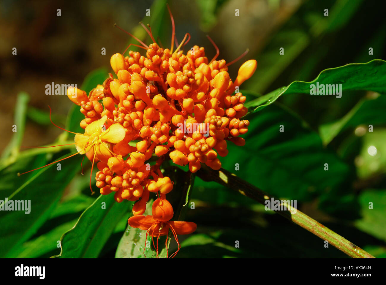 Ashoka Blume Kerala Indien Stockfoto