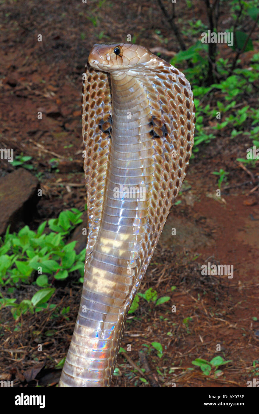 SPECTACLED COBRA. Naja Naja. Giftige, gemeinsame. Gattung der Elapid Giftschlangen. Stockfoto