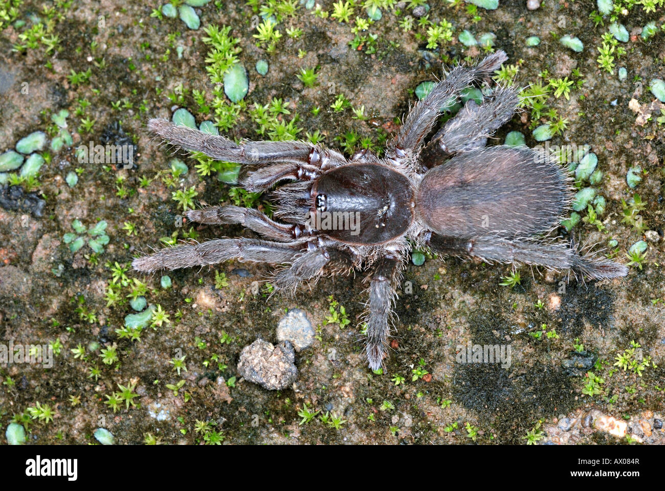 Gemeinhin als ein TIGER Spinnen Chilobrachys Andersoni sind diese indischen Verwandten des berühmten Vogelspinnen, Pune, Maharashtra Stockfoto