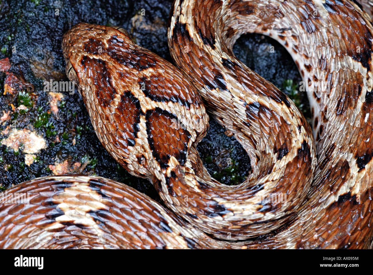 Säge skaliert Viper (Echis Carinatus), Echis Carinatus ist eine giftige Vipernart in Teilen des Nahen Ostens gefunden. Stockfoto