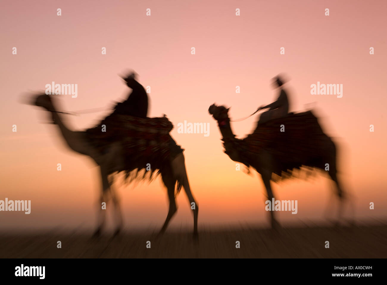 Kamele in der Nähe der Pyramiden von Gizeh, Kairo, Ägypten Stockfoto