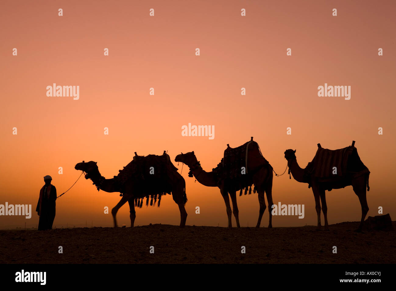 Kamele in der Nähe der Pyramiden von Gizeh, Kairo, Ägypten Stockfoto