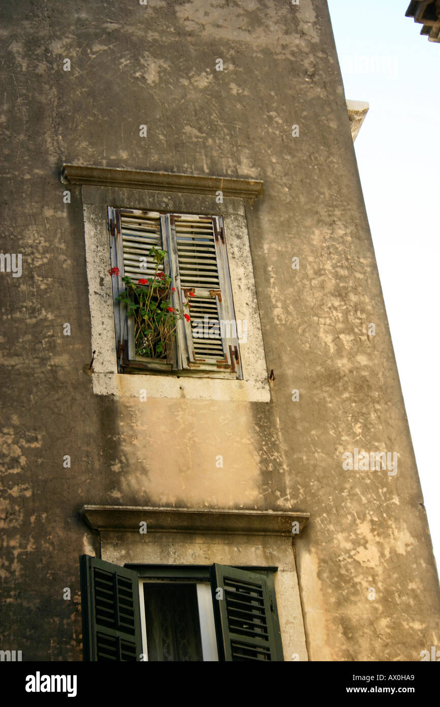 Blumen in alten verblichenen shuttered Fenster Stockfoto