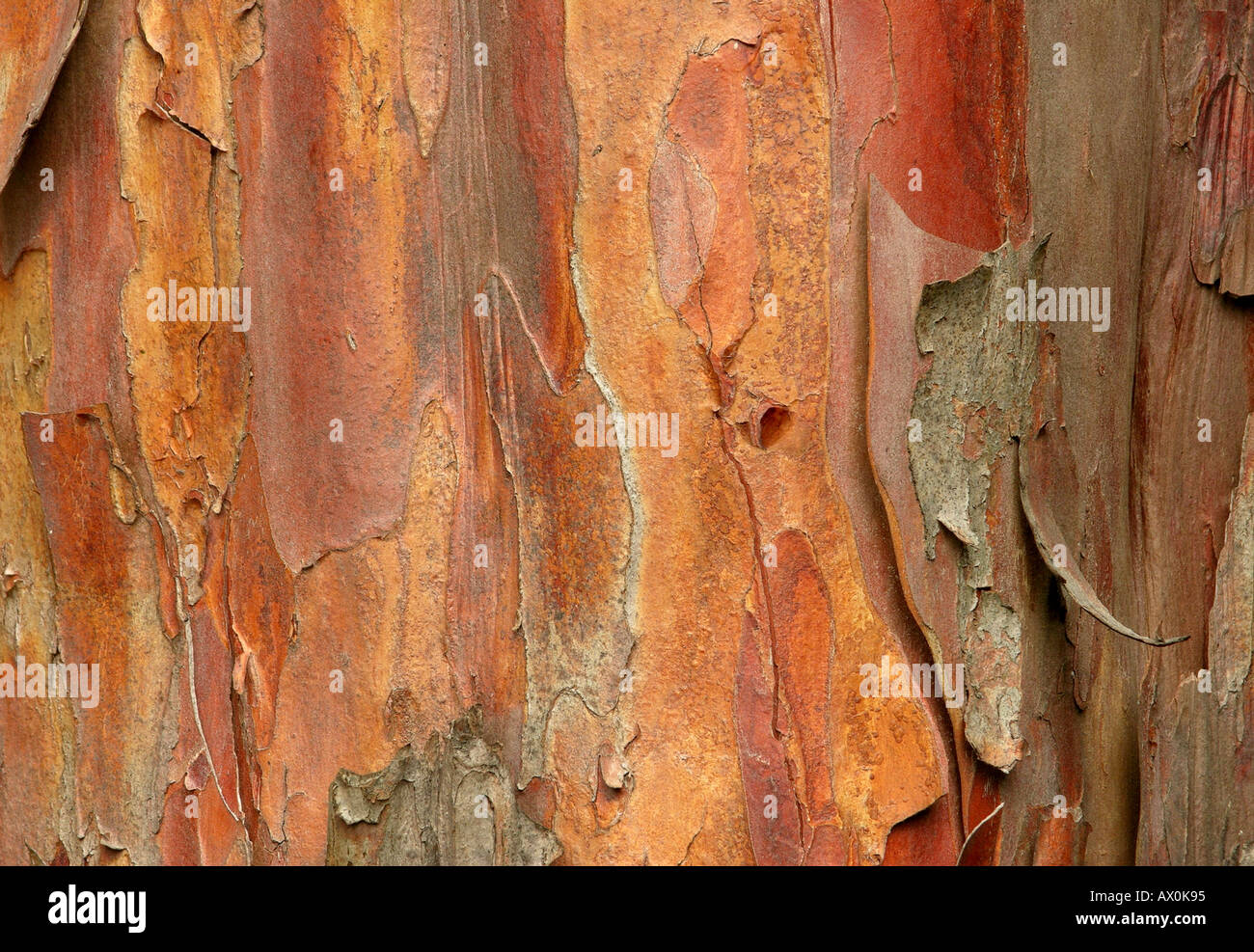 Eibe Rinde Taxus baccata Stockfotografie - Alamy