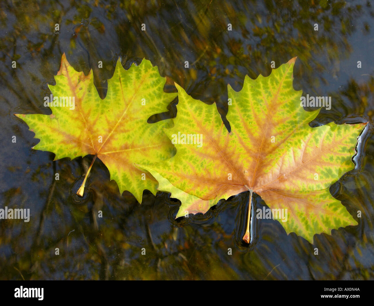 Zwei gefallene Platane Blätter schweben auf dem Wasser Platanus acerifolia Stockfoto