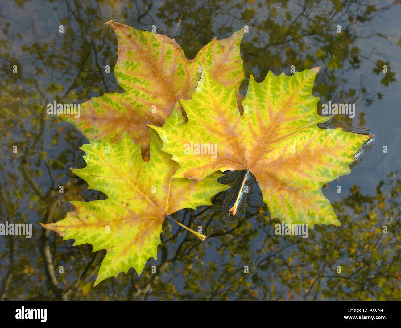 Drei gefallenen Platane Blätter schweben auf dem Wasser Platanus acerifolia Stockfoto