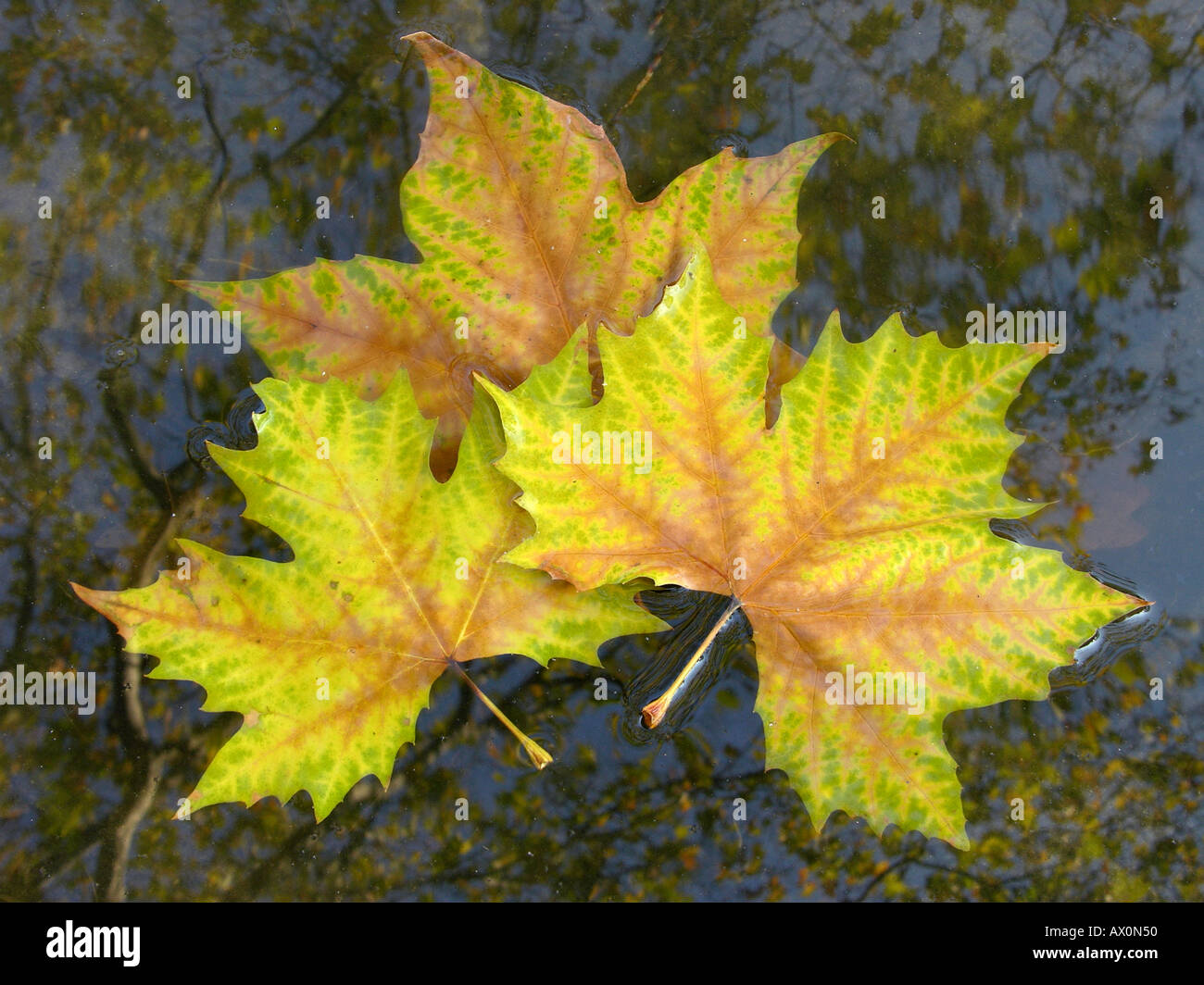 Drei gefallenen Platane Blätter schweben auf dem Wasser Platanus acerifolia Stockfoto