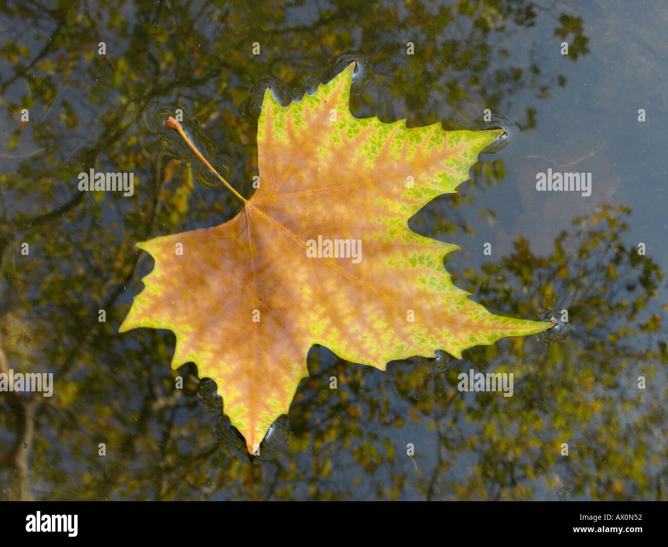 Gefallenen Platane Blatt schwimmt auf Wasser Platanus acerifolia Stockfoto