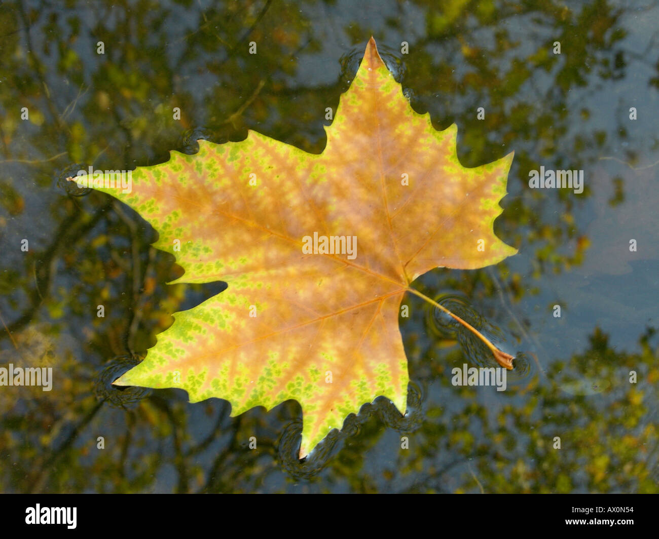 Gefallenen Platane Blatt schwimmt auf dem Wasser Platanus acerifolia Stockfoto