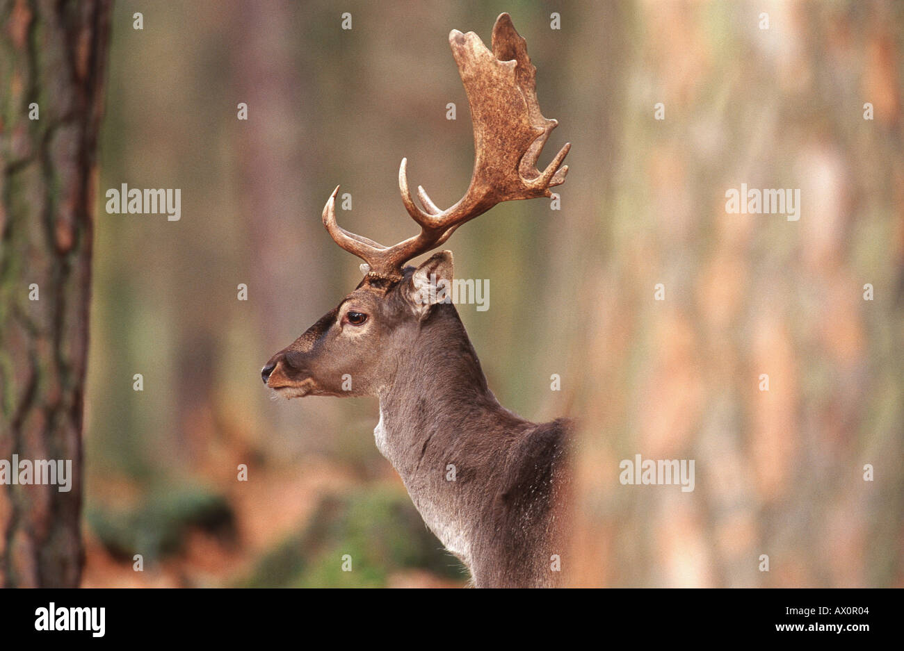Damhirsch (Dama Dama, Cervus Dama), Männlich, hinter einem Baum, Deutschland, Hessen Stockfoto