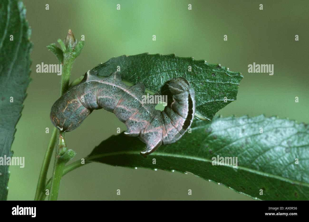 Kiesel Prominente (Eligmodonta Ziczac, Notodonta Ziczac), Raupe, Deutschland Stockfoto