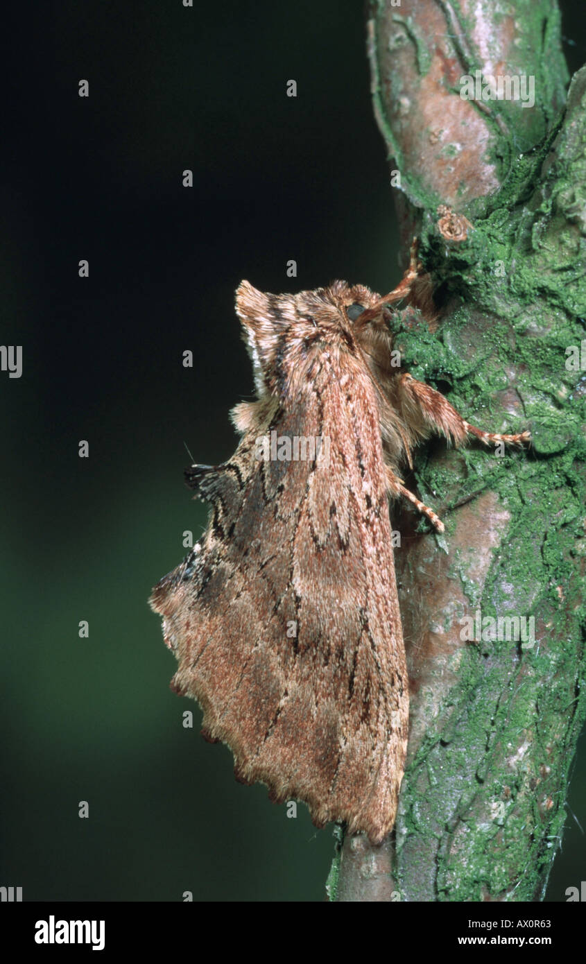 Coxcomb Prominente (Ptilodon Capucina), Imago. Stockfoto