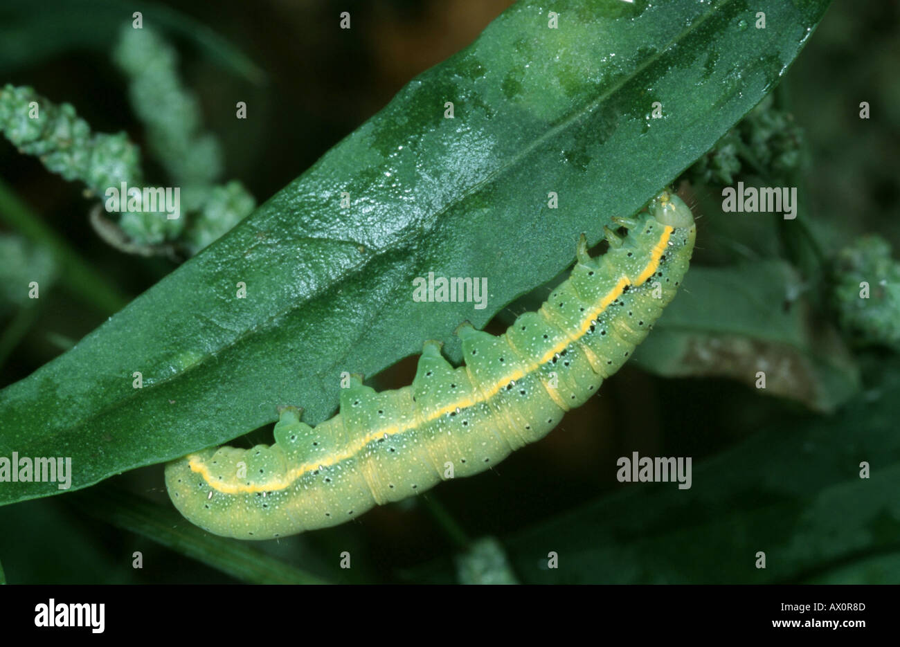 Tomaten Motte (helle Linie braun Auge Nachtfalter) (Mamestra Oleracea, Lacanobia Oleracea), Raupe Stockfoto