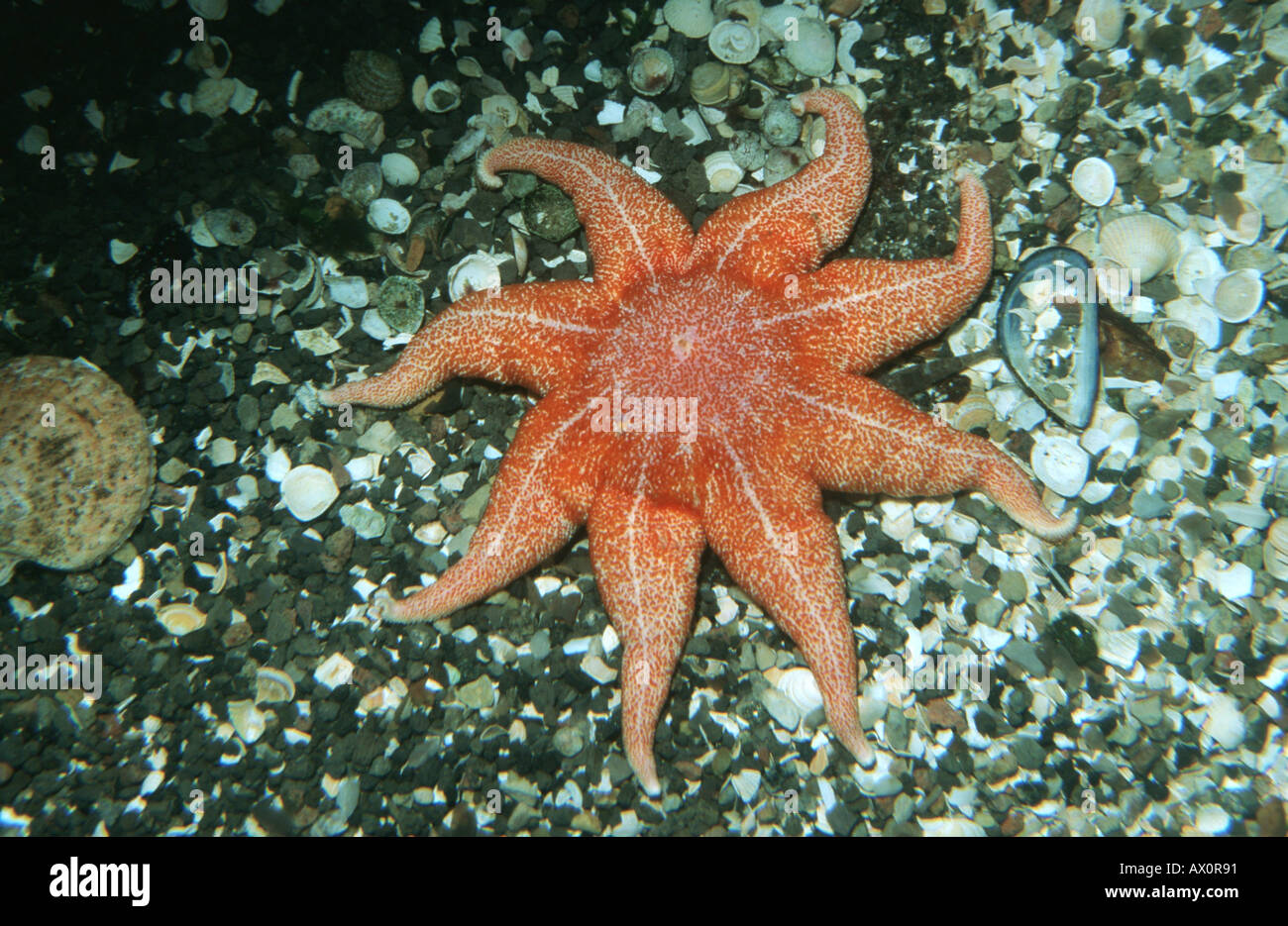 Sonne Sterne zu glätten, lila Sonne Sterne, lila Sunstar (Solaster Endeca), am Meeresgrund, Deutschland Stockfoto