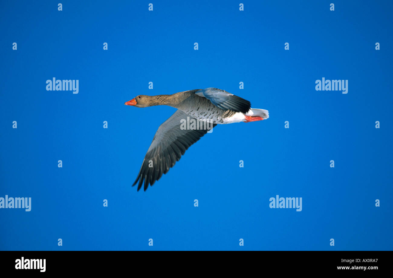 Graugans (Anser Anser), fliegen, Deutschland, Bayern Stockfoto