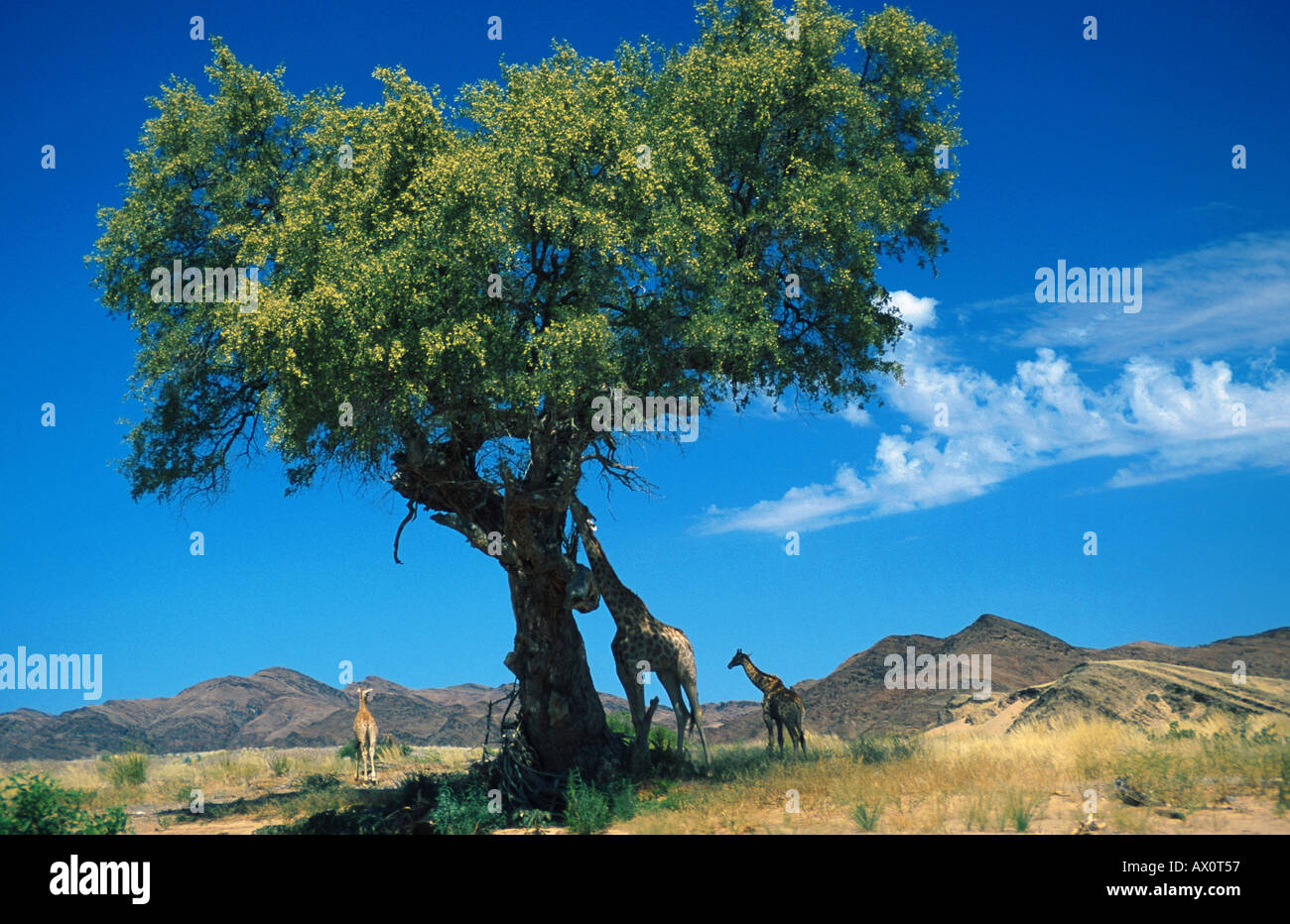 Giraffe (Giraffa Plancius), Familie unter großen Kamel Dornes, Namibia, Hoanib Fluss Stockfoto