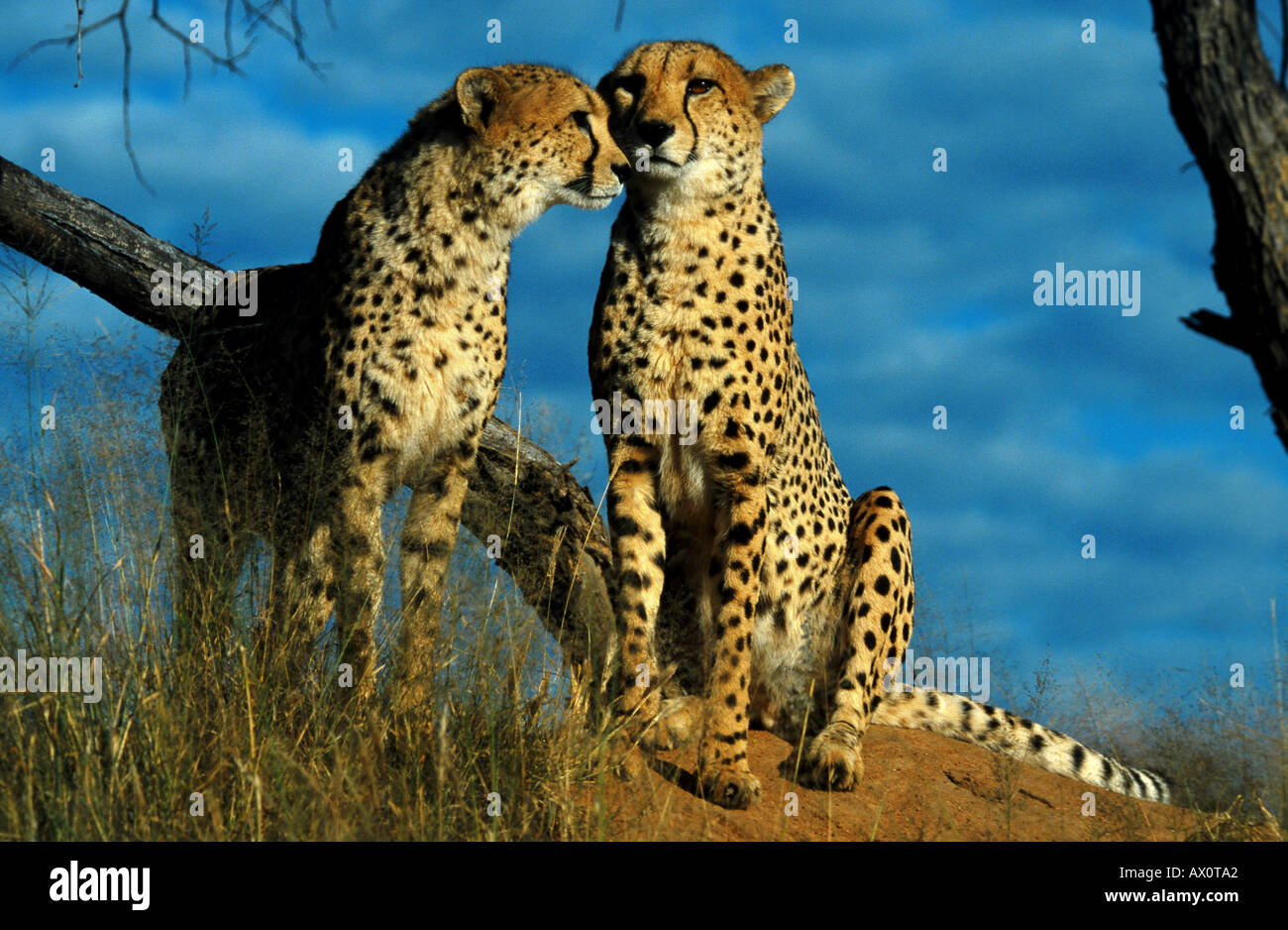 Gepard (Acinonyx Jubatus), paar, Namibia Stockfoto