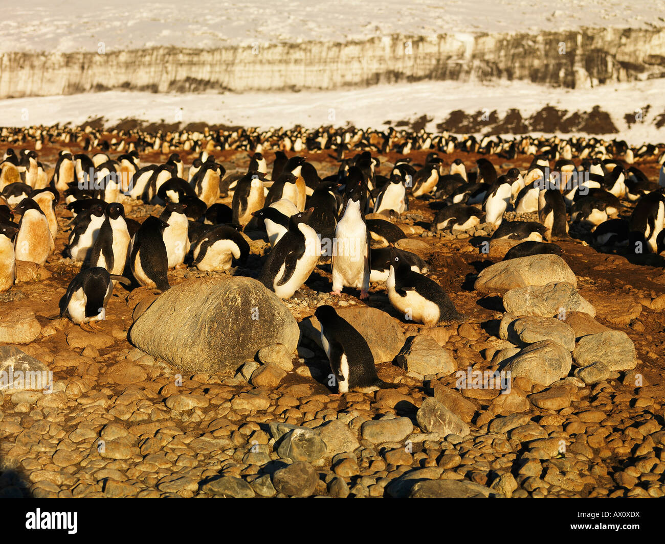 Adelie Penguin (Pygoscelis Adeliae) Kolonie, Franklin-Insel, Antarktis Stockfoto