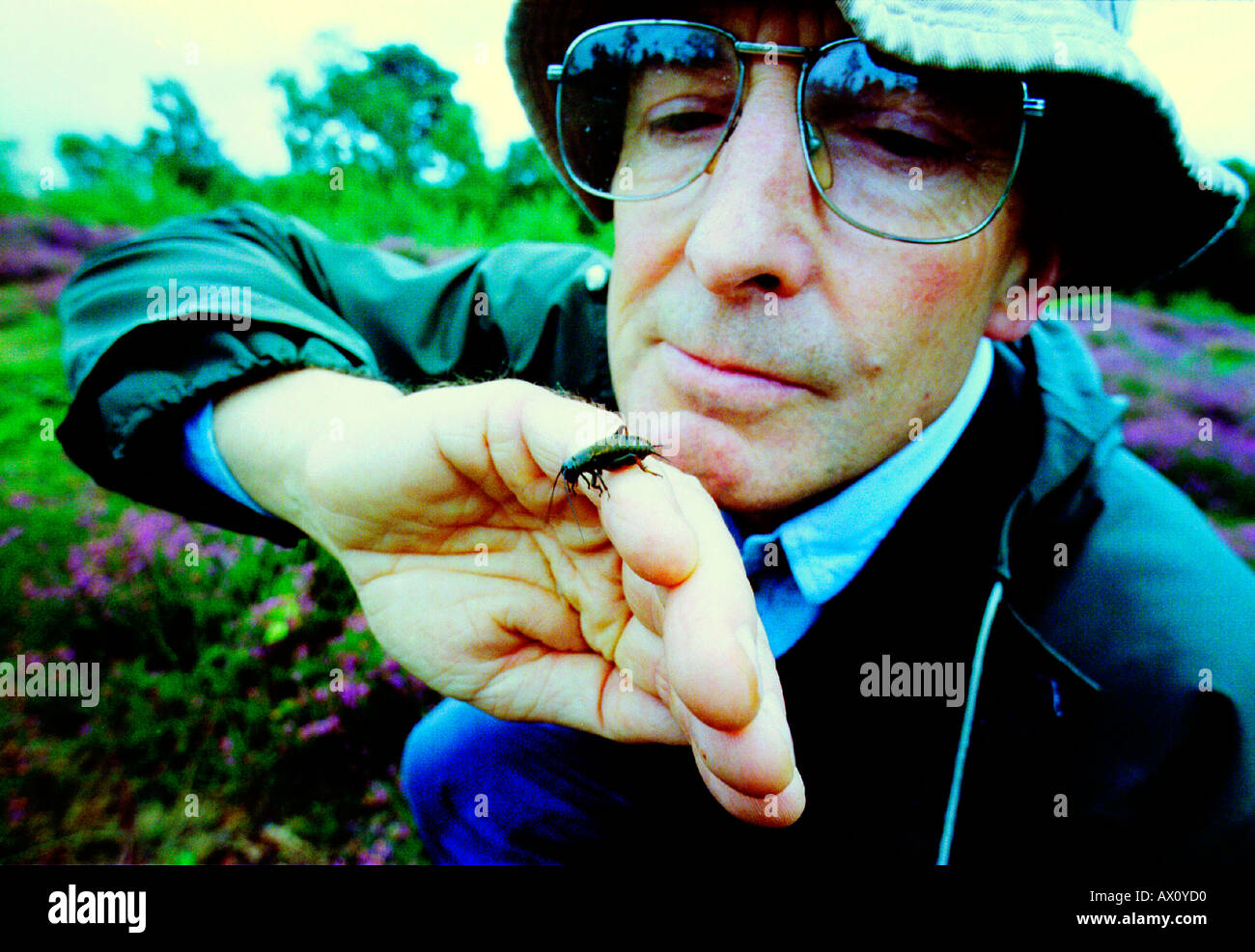 Eine britische Feld Cricket Gryllus Campestris erscheint in Heide bei Stedham häufig in Sussex Stockfoto
