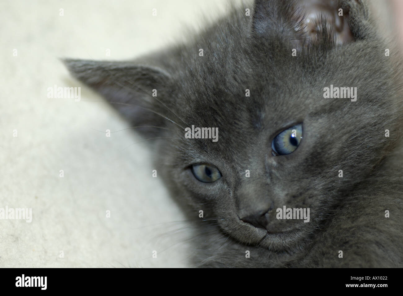 Porträt einer Kätzchen-Katze liegend auf dem Teppich Stockfoto