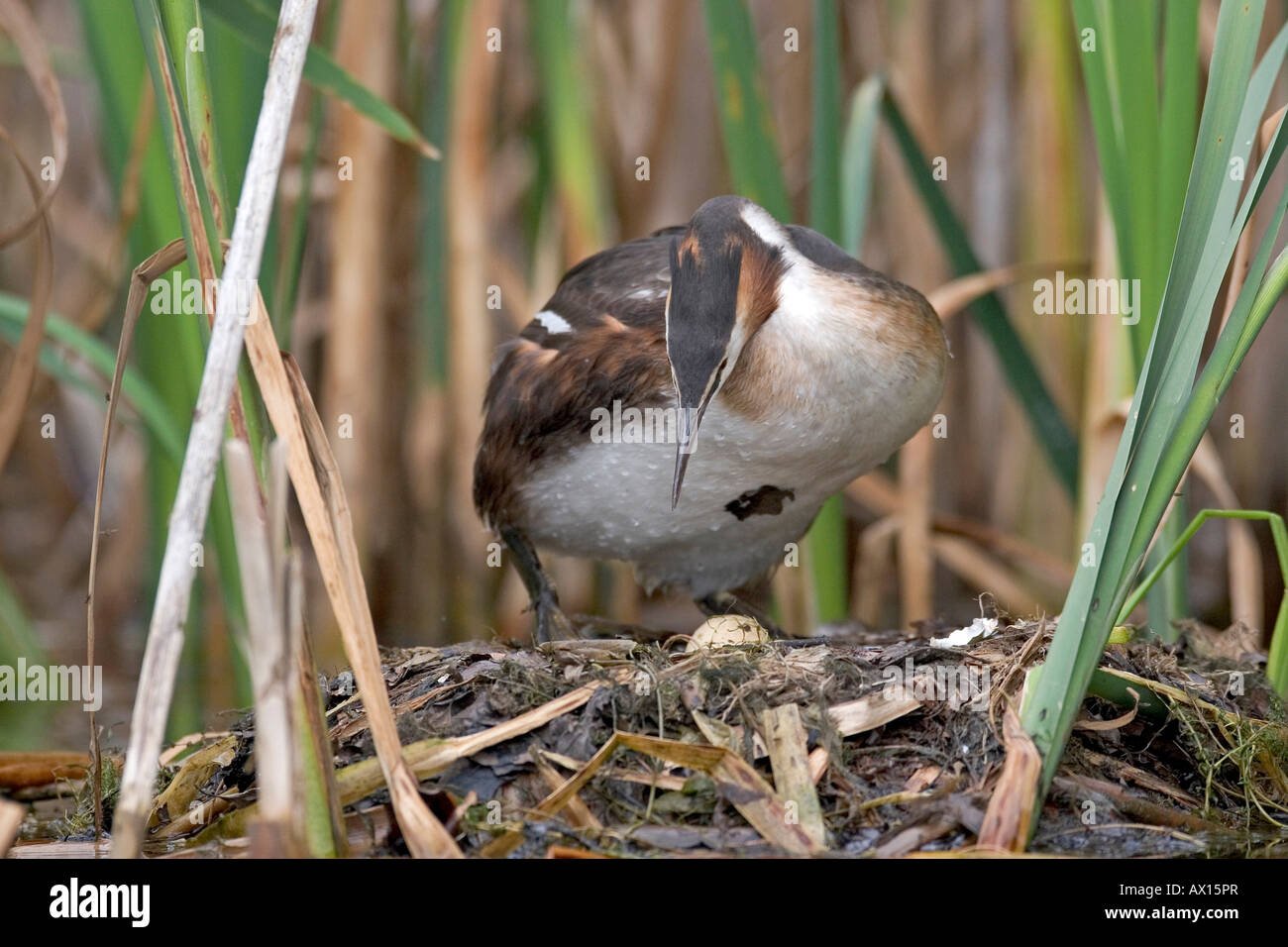 Haubentaucher (Podiceps Cristatus) stehend auf Nest, Vulkaneifel, Deutschland, Europa Stockfoto
