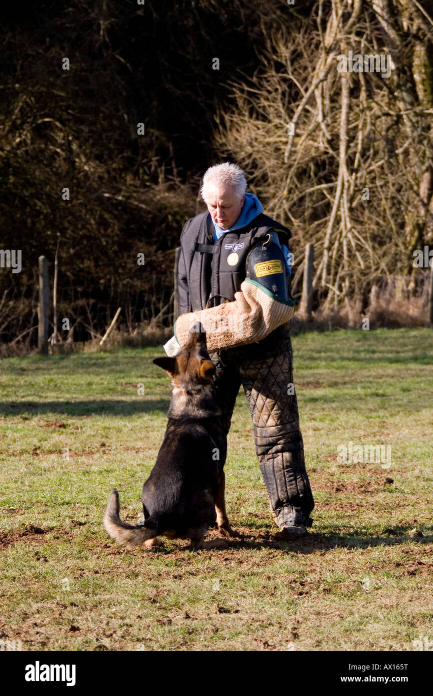 Mann, die Ausbildung Deutscher Schäferhund in schützende Verhalten in Daun, Vulkaneifel, Deutschland, Europa Stockfoto