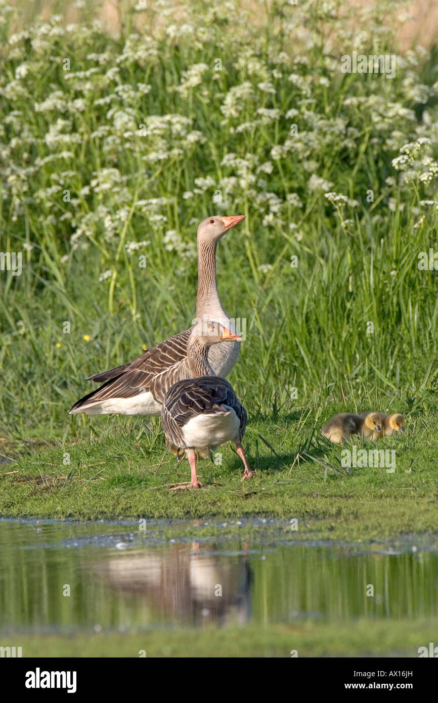 Graugans Gänse (Anser Anser) Eltern und Nachkommen zu Fuß über eine Wiese, Texel, Niederlande, Europa Stockfoto