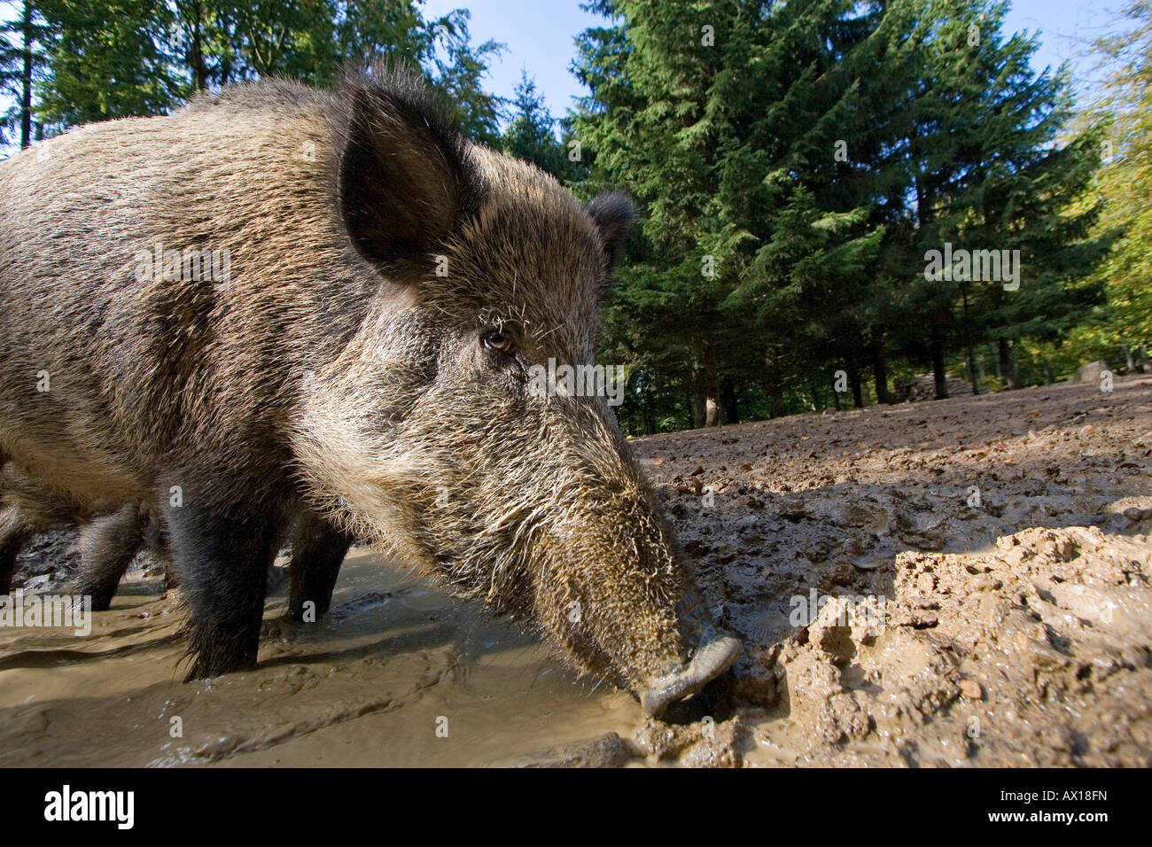 Wildschwein (Sus Scrofa), Daun Zoo, Daun, Rheinland-Pfalz, Deutschland, Europa Stockfoto