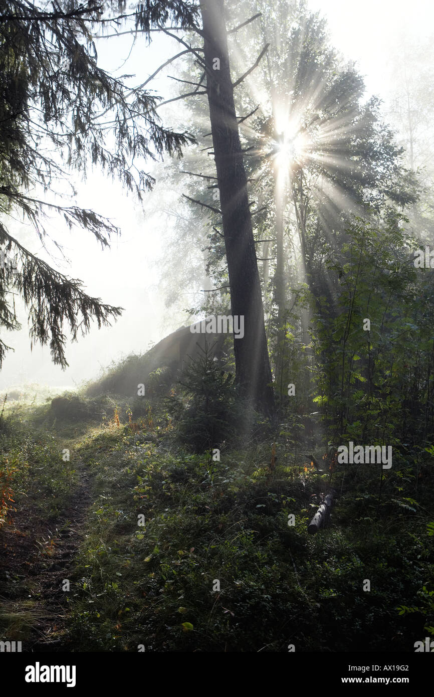 Reflektion der Sonne im Wald Stockfoto