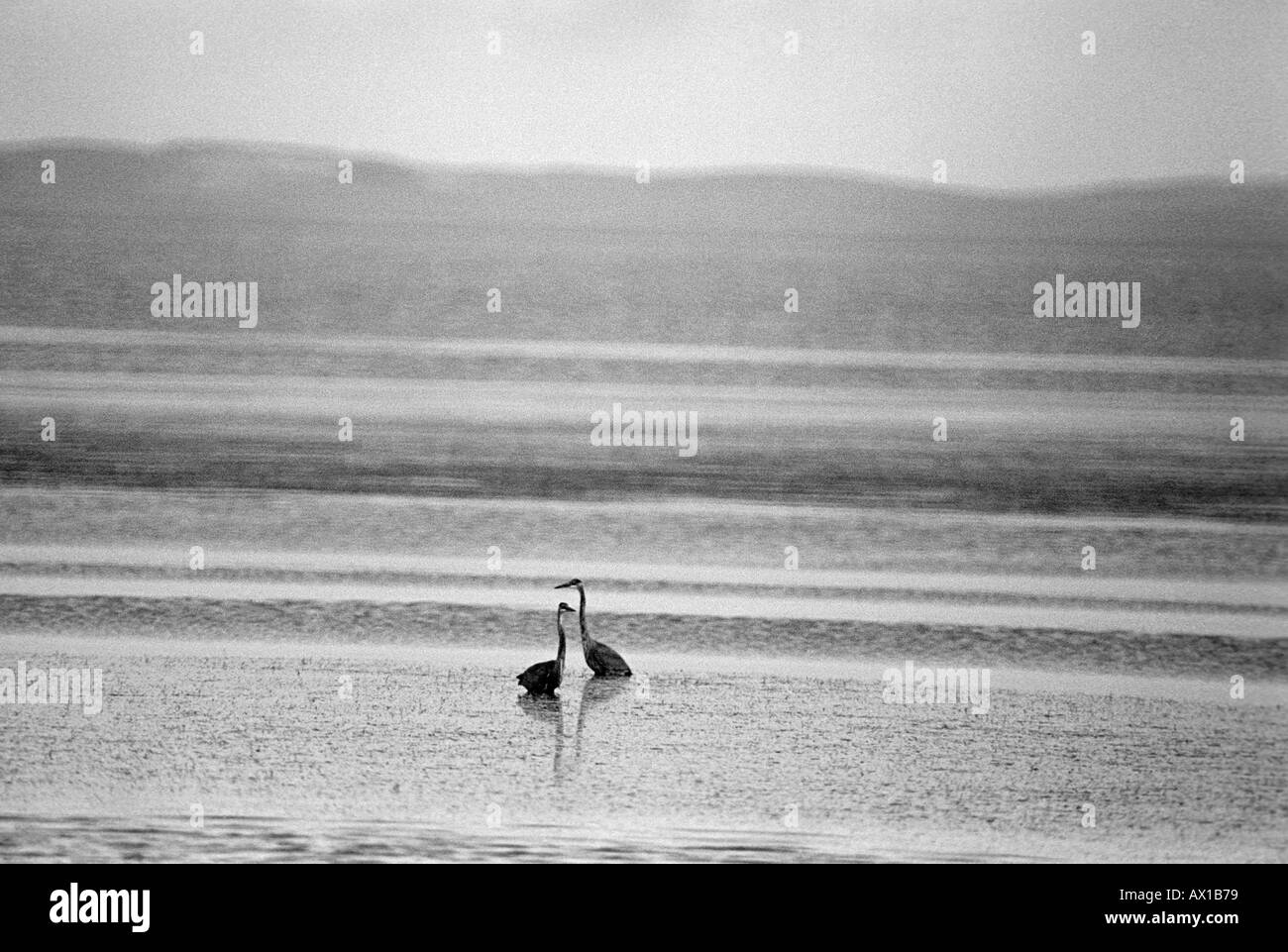 Zwei große blaue Reiher waten Uid 1428229 Stockfoto