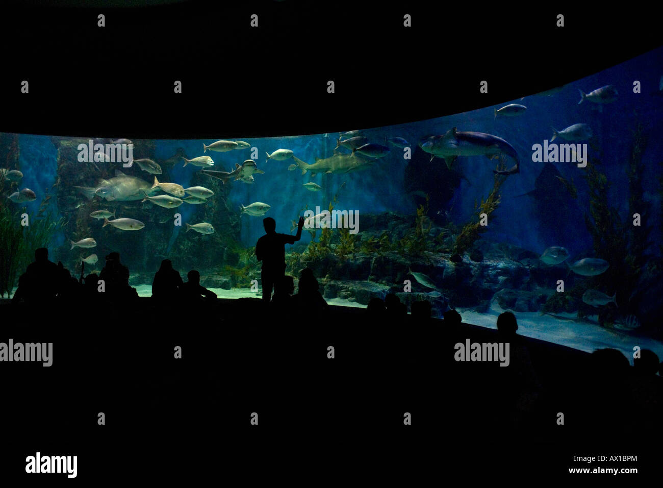 Menschen auf der Suche in einem aquarium Stockfoto