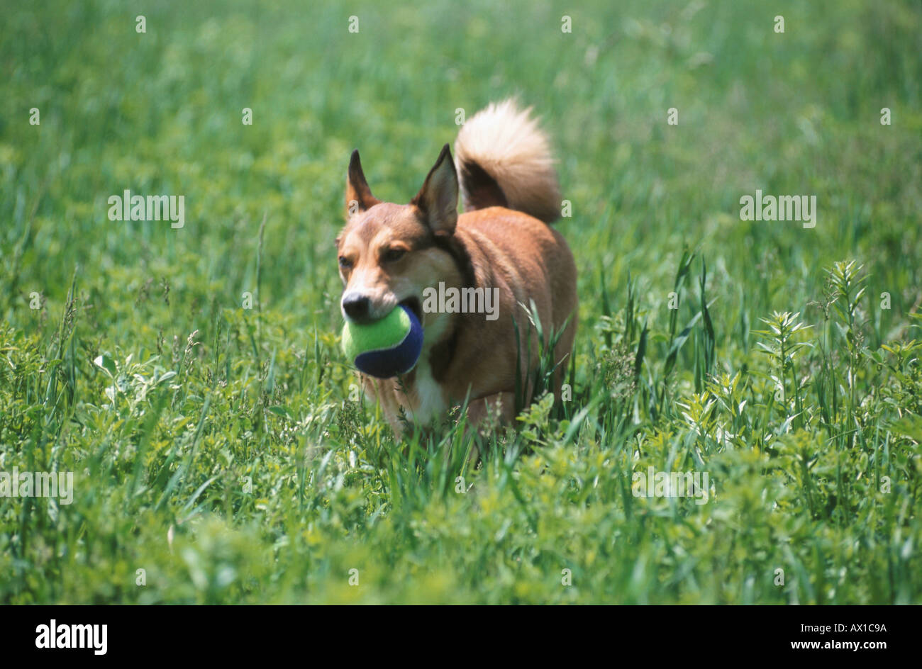 Hund 0001 Stockfoto