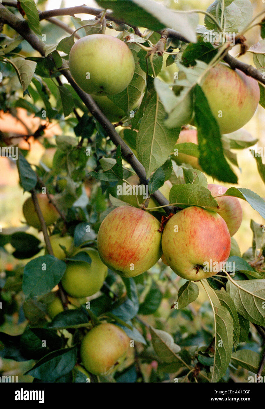 Äpfel wachsen auf einem Ast Stockfoto