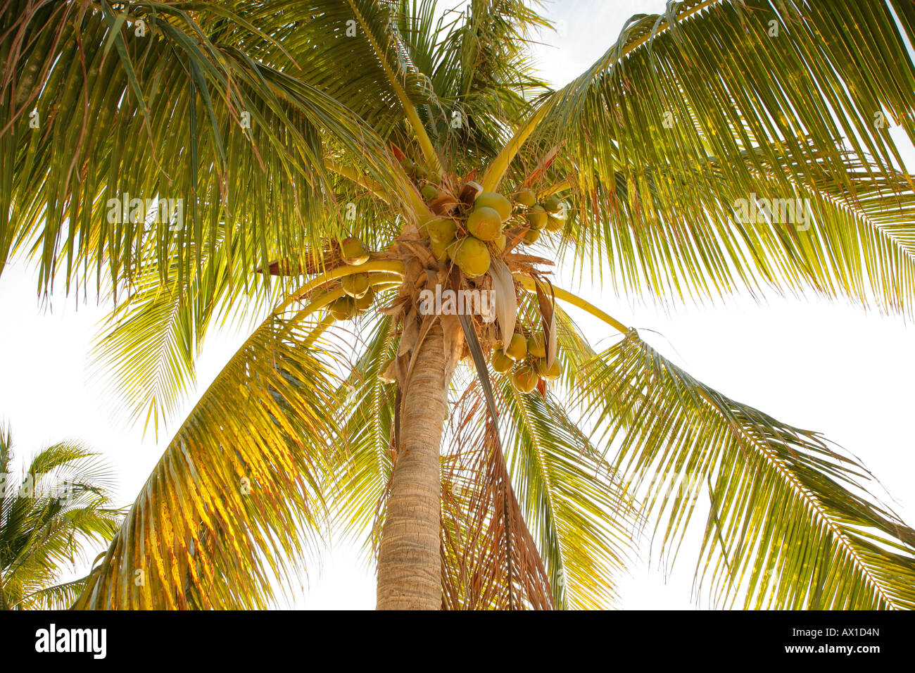 Kokospalme, Baum, niedrigen Winkel Ansicht, Isla Mujeres, Cancun, Mexiko Stockfoto