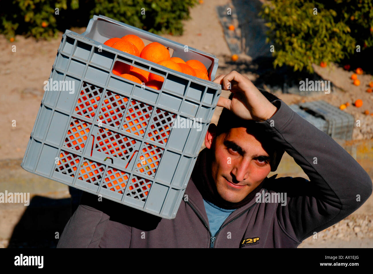 Arbeiter tragen eine Kiste Orangen über seine Schulter auf einer Orangenplantage in der Nähe von Alcira, Valencia, Spanien, Europa Stockfoto
