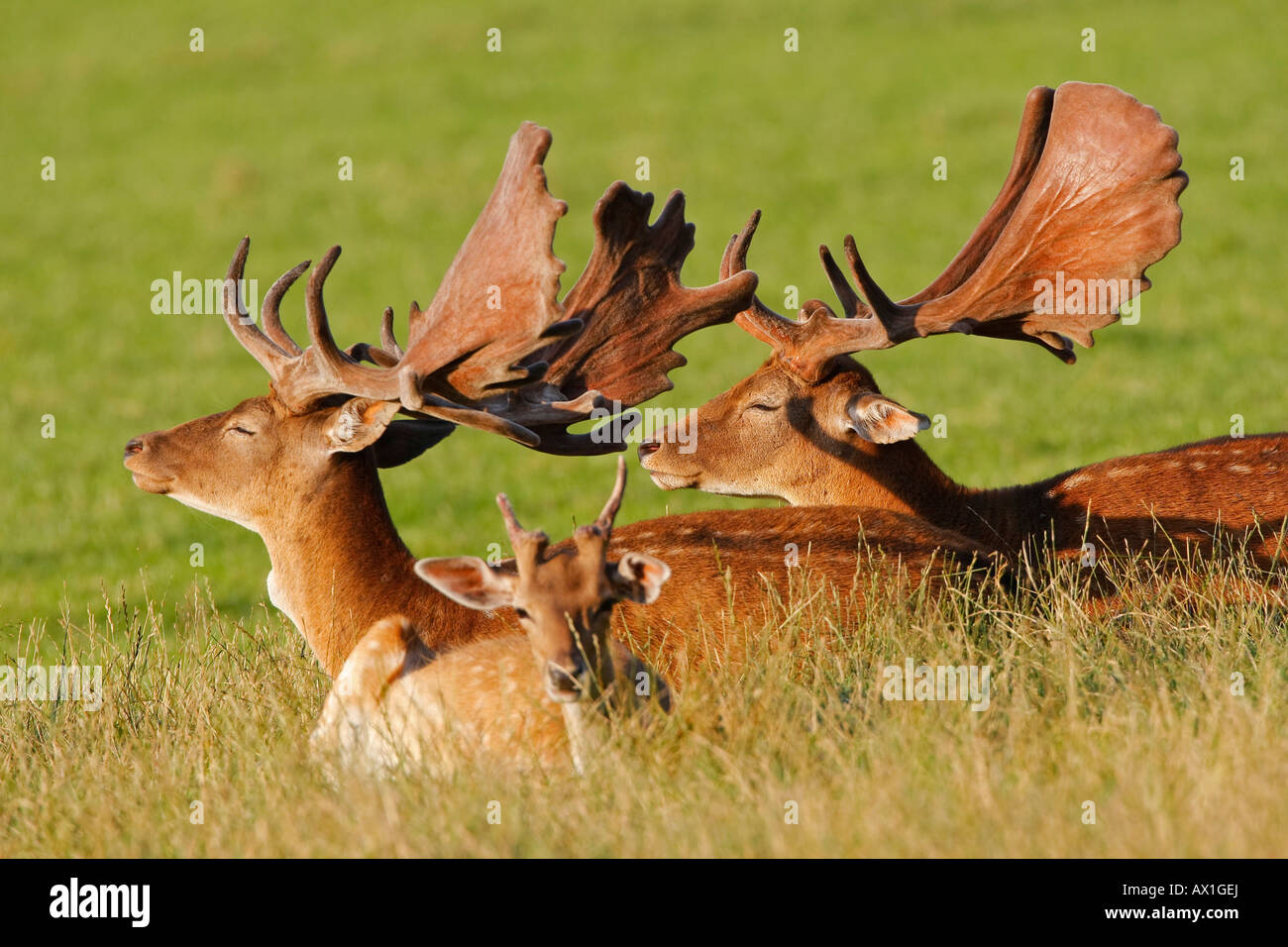 Europäischer Damhirsch (Dama Dama Dama) Stockfoto