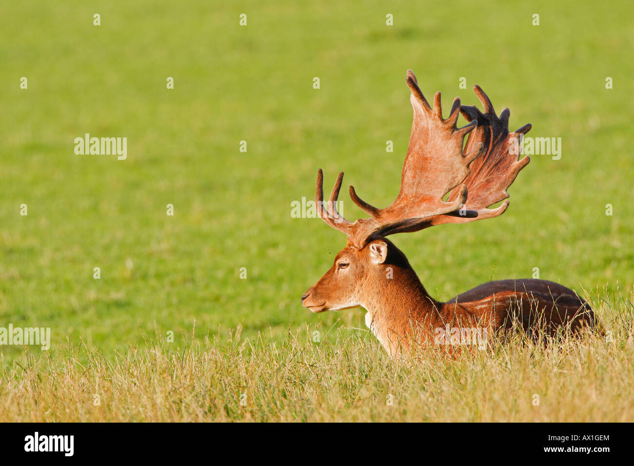 Europäischer Damhirsch (Dama Dama Dama) Stockfoto