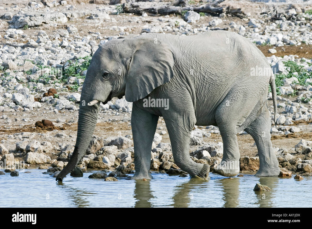 Elefant (Loxodonta Africana) an der Wasserstelle Okaukuejo im Etosha Nationalpark, Namibia, Afrika Stockfoto