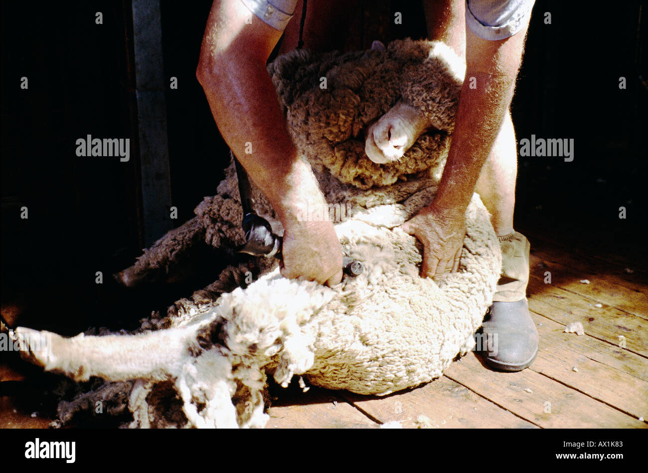 New South Wales Australien Schafschur Murga Stockfoto