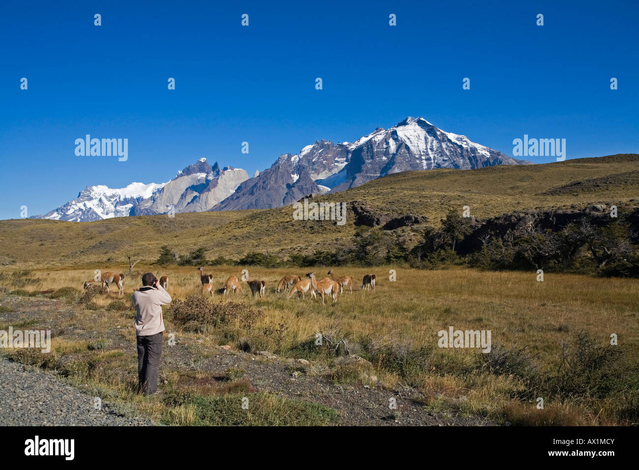 Photograpfer nimmt Bilder aus einer Herde Guanacos an den Torres del Paine-Massivs, Nationalpark Torres del Paine, Patagonien, Ch Stockfoto