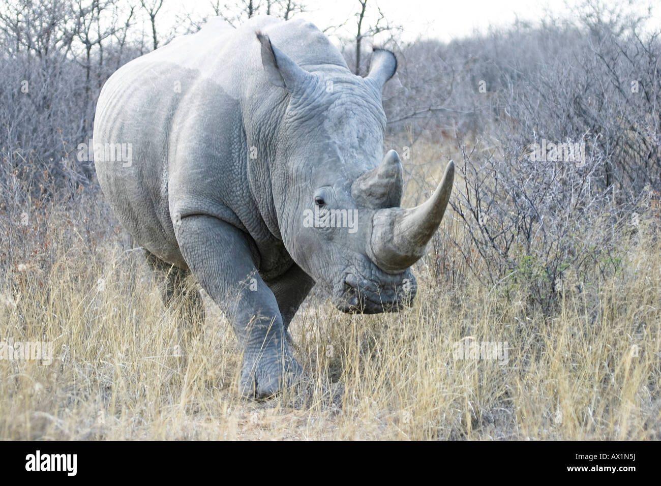 Breitmaulnashorn oder Square-lippige Rhinoceros (Ceratotherium Simum), Khama Rhino Sanctuary Park, Serowe, Botswana, Afrika Stockfoto