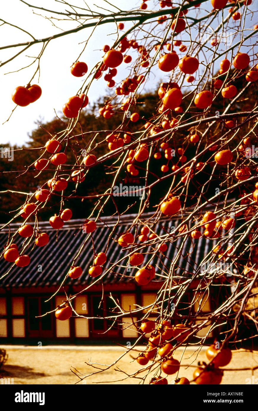 Korea-Kaki-Baum & traditionelles Haus Stockfoto