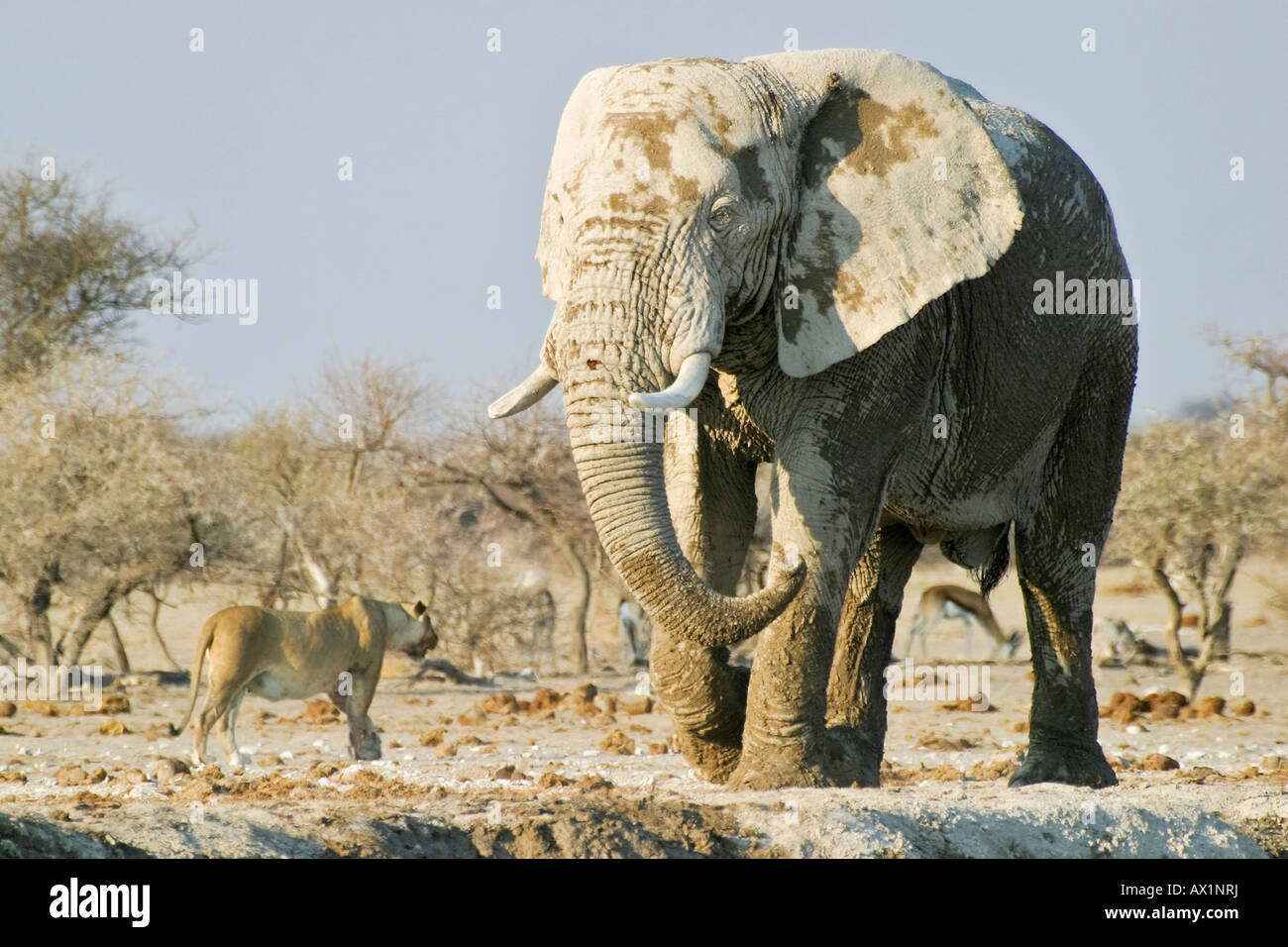 Afrikanischer Elefant (Loxodonta Africana) und Lionness (Panthera Leo), Nxai Pan, Makgadikgadi Pans Nationalpark, Botswana, Afrika Stockfoto