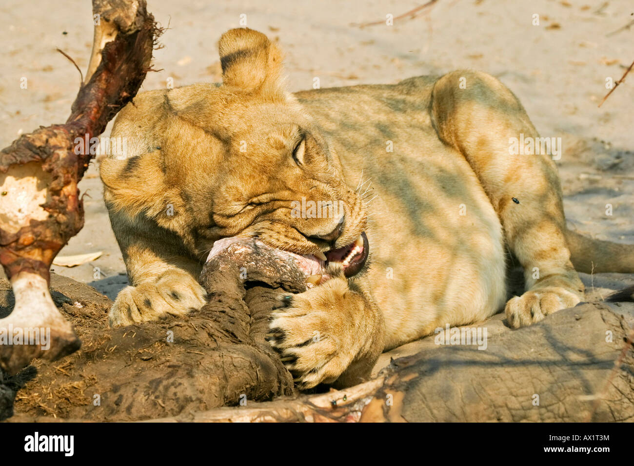 Löwin (Panthera Leo) ist Essen einen erfassten Elefant, Savuti, Chobe Nationalpark, Botswana, Afrika Stockfoto