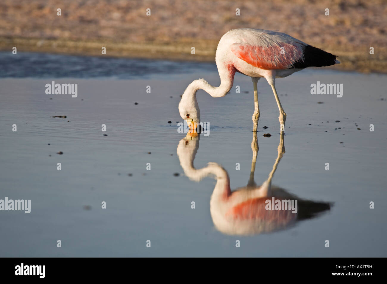 Anden Flamingo (Phoenicoparrus Andinus), Laguna Lago Chaxa Salz See Salar de Atacama, Chile, Südamerika Stockfoto