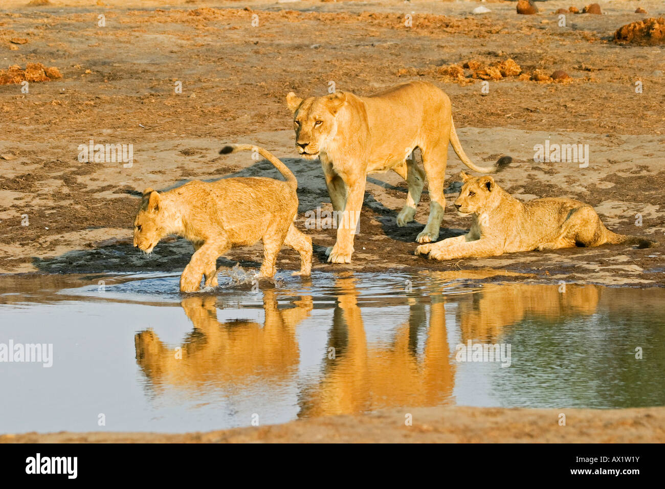 Löwin mit ihren Tassen (Panthera Leo) in das Wasserloch, Savuti, Chobe Nationalpark, Botswana, Afrika zu spielen Stockfoto