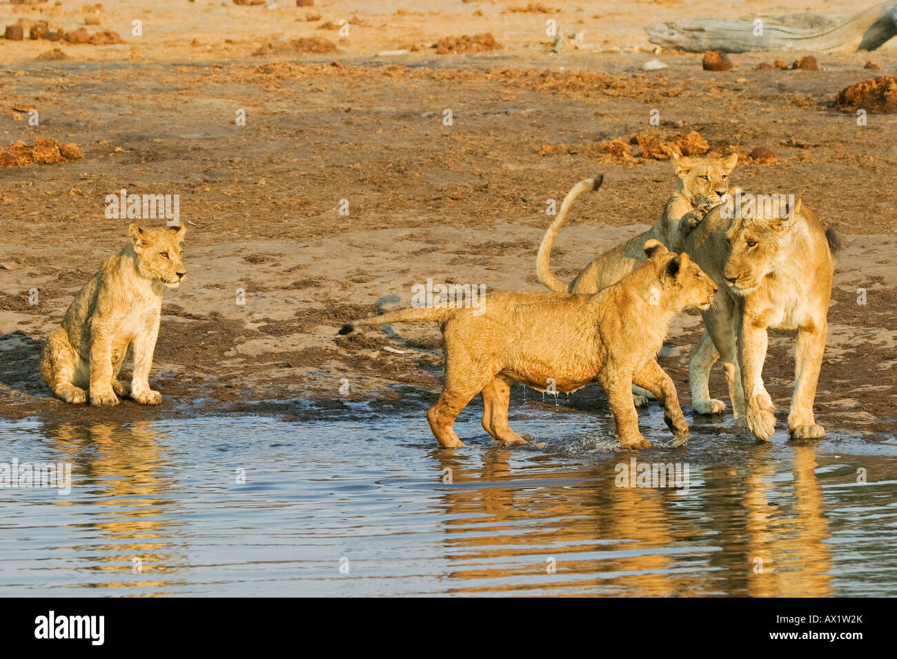 Löwin mit ihren Tassen (Panthera Leo) in das Wasserloch, Savuti, Chobe Nationalpark, Botswana, Afrika zu spielen Stockfoto