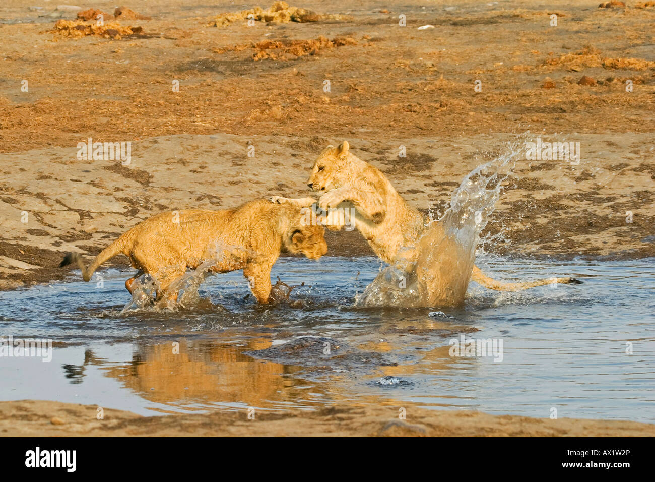 Spielen Löwe (Panthera Leo) Tassen in das Wasserloch, Savuti, Chobe Nationalpark, Botswana, Afrika Stockfoto