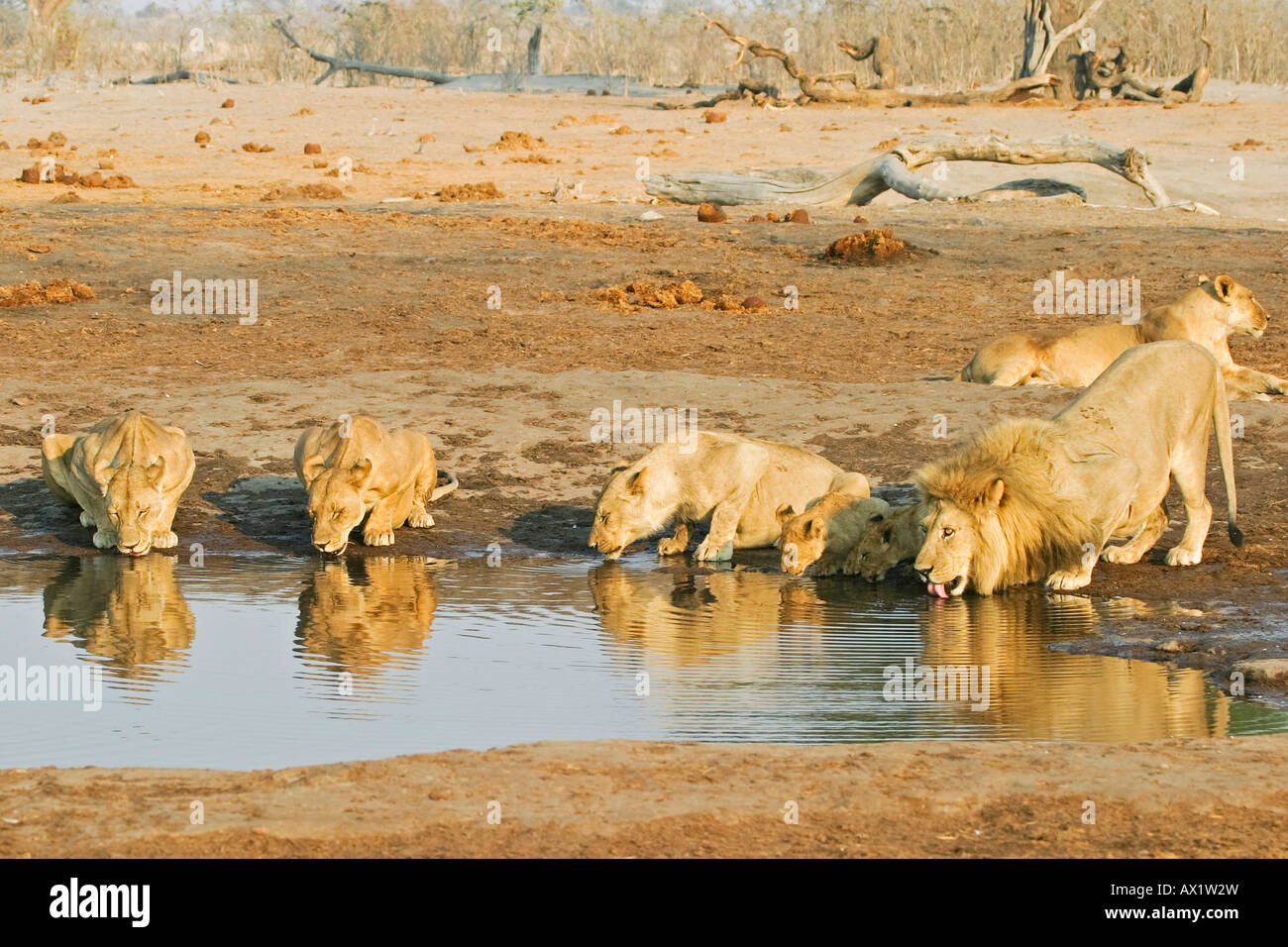 Löwen (Panthera Leo) sind Durchfallerkrankungen an einer Wasserstelle, Savuti, Chobe Nationalpark, Botswana, Afrika Stockfoto